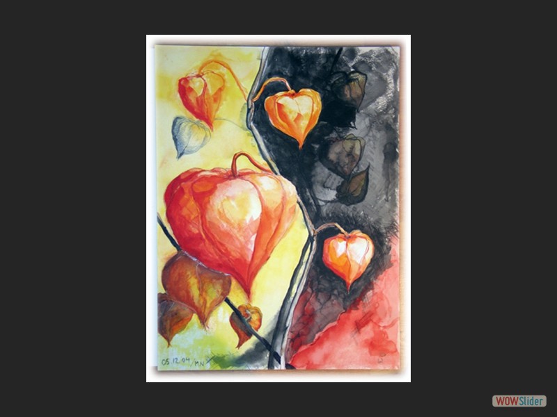  Physalis franchetii / 36 x 48 cm - 300g/m² 