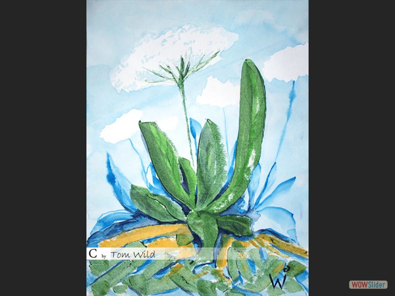 Wolkenblume / 36 x 48 cm - 300g/m²
